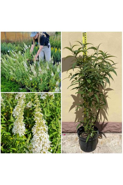 Будлея Давида Вайт Проф`южен 